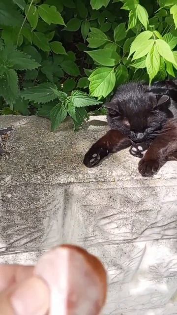 Помните упитанного кота из мультика про попугая Кешу