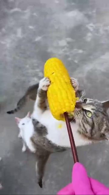 VID_20260605_135055_784.mp4