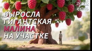 Малина-гигант! Что мы делаем на даче?