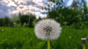Звуки природы и пение птиц🌤Музыка ДЛЯ ВДОХНОВЕНИЯ И РЕЛАКСА🌈