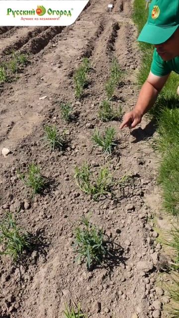 Топ-3 неприхотливых цветов устойчивых к возвратным заморозкам.