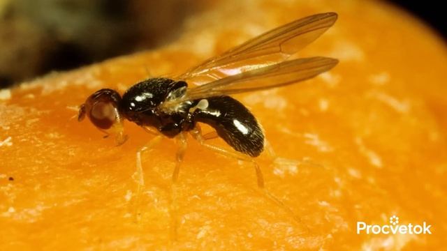 МОРКОВЬ И СВЁКЛА БУДУТ РОВНЫМИ, СОЧНЫМИ И СЛАДКИМИ, если сделать так сразу после всходов! смотреть онлайн