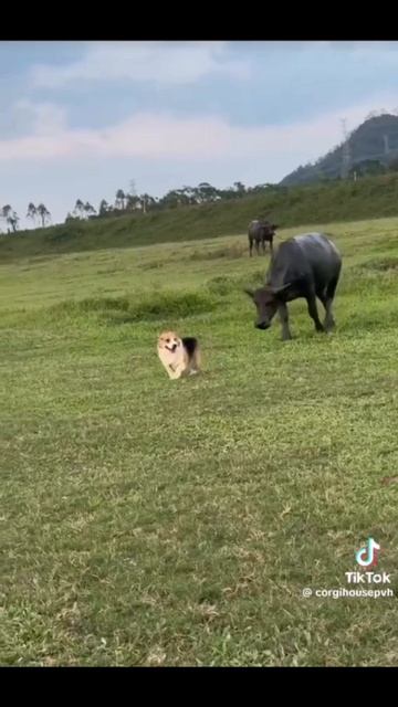 Ржачные Видео С Собаками