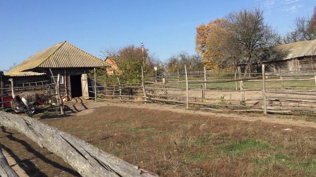 Страусиная ферма в селе Леоновка