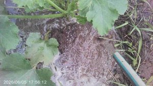Обзор нашего кабачка сорта Чёрный Красавец февральского посева