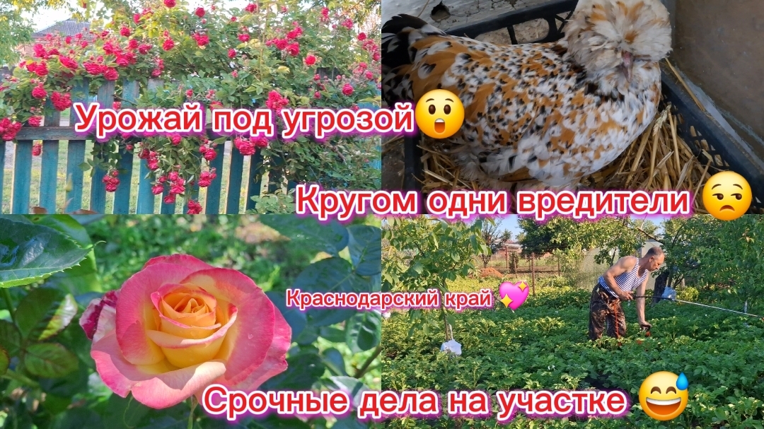 05-06-2026//Краснодарский край//Из Сибири на юг/Мечты сбываются//Спасение урожая/Работа на участке / смотреть онлайн