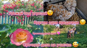 05-06-2026//Краснодарский край//Из Сибири на юг/Мечты сбываются//Спасение урожая/Работа на участке /