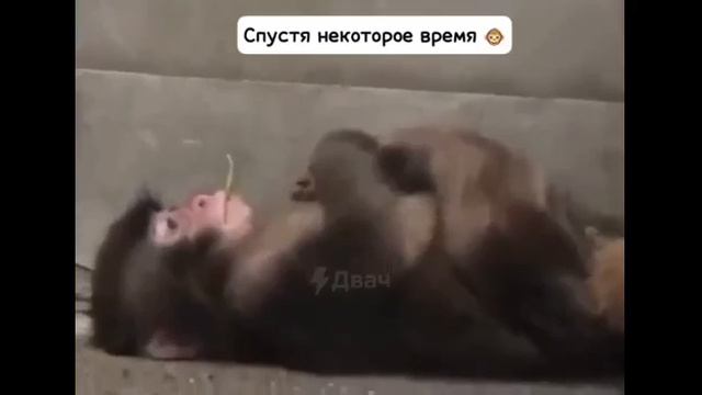 Малыша Панча с игрушкой помне?