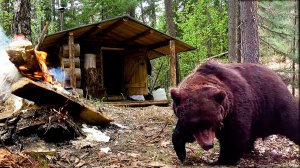 Израненный медведь. Подготовил избу к сезону.