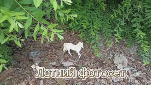 Летний фотосет 1.1