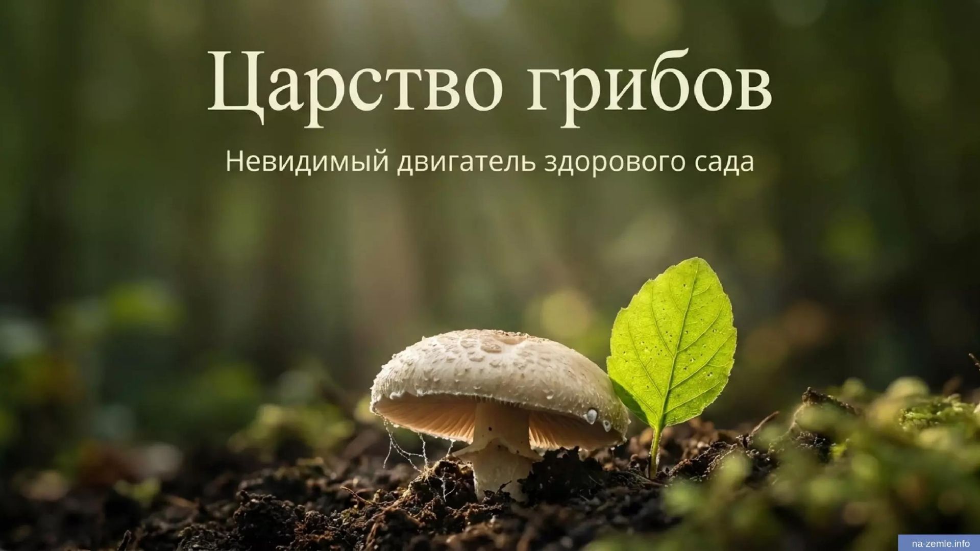 Почему грибы — это отдельное царство и как заставить их работать на ваш сад