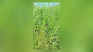 Бабочка Краеглазка эгерия