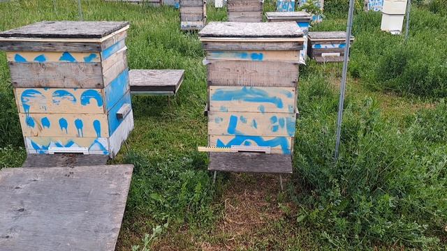 Кардебалет с матками и маточниками продолжается