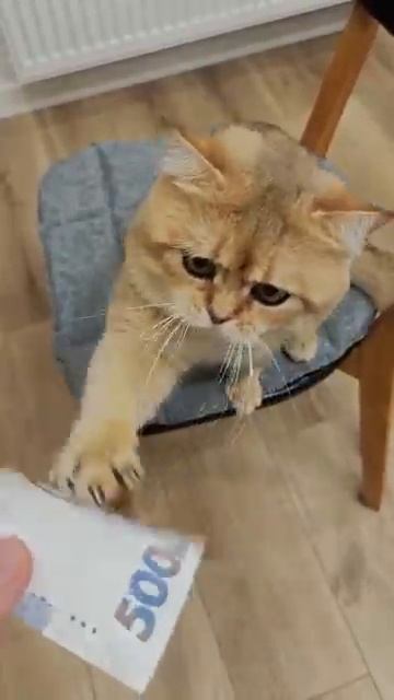Деньги давай!  cat funny funnyvideo cats money  Alex Boyko!