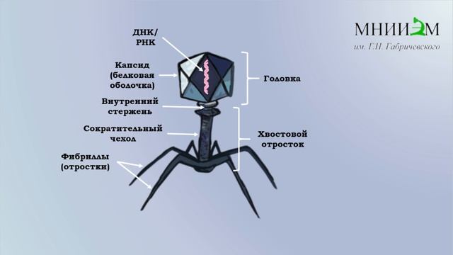 Проект школьницы с Центром Бактериофагов