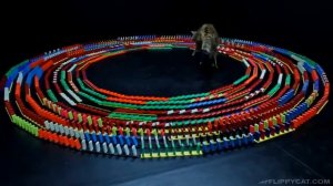 Как заинтересовать кошку