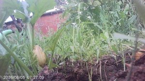 Внесение компостных удобрений в лунку кабачка сорта «Желтоплодный»