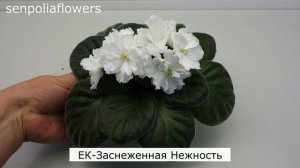 Цветущие фиалки из коллекции Голубевой Татьяны на 05.06.2026