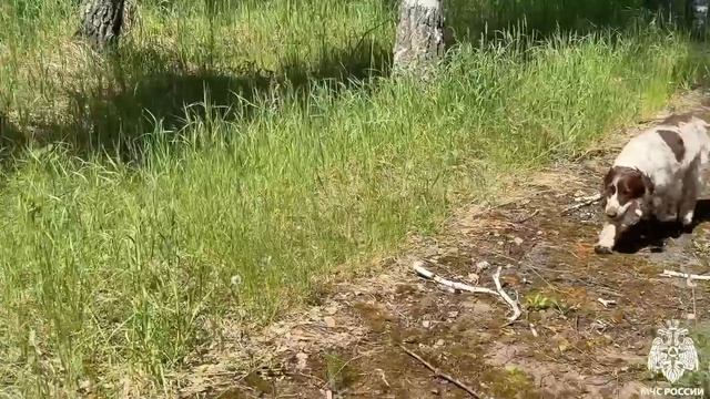 Сибирские кинологи подтвердили готовность к поисково-спасательным работам