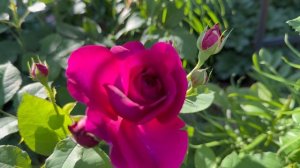 Цветник с Манстед Вуд🌺🌿🌺🌿🌺