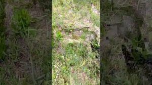 гуляю с соседкой собакой лулу