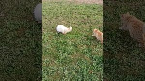 1000139128.mp4