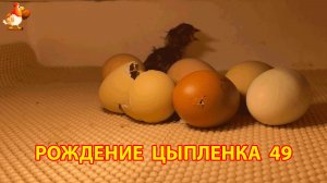 Вылупление цыпленка из яйца в инкубаторе версия 49