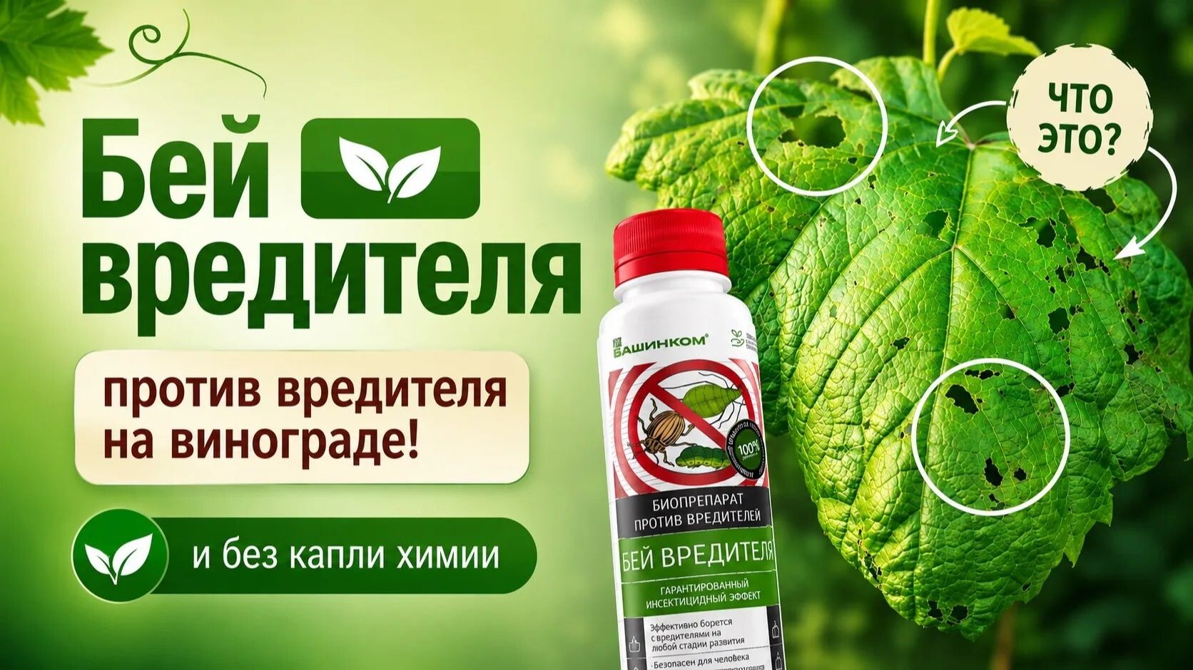 Вредители винограда, держитесь! Мы разберемся с вами быстро и безопасно для окружающей среды смотреть онлайн