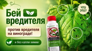 Вредители винограда, держитесь! Мы разберемся с вами быстро и безопасно для окружающей среды