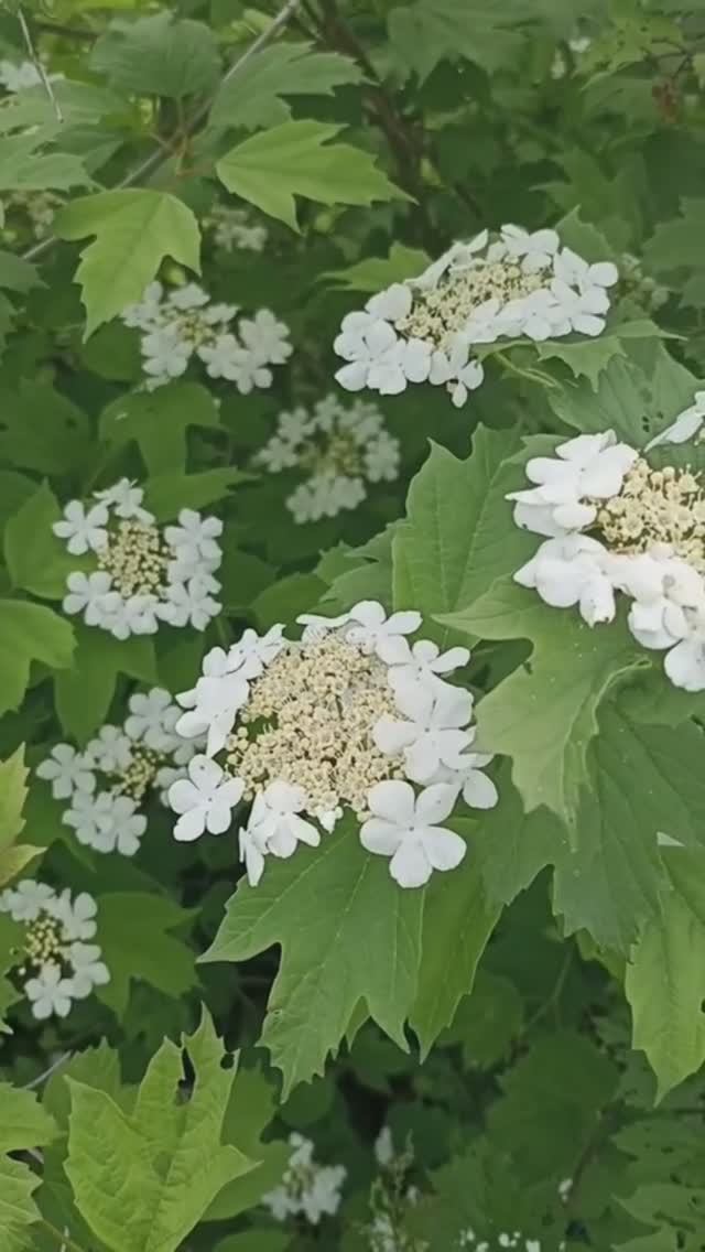 Кружева цветов калины.