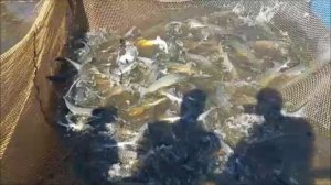 Зарыбление осетром нижнего водоёма 250 кг. Клёвое место, Лосиный остров.