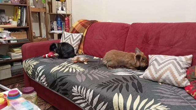 Операция "Захват дивана" прошла успешно. Сопротивления не встретили. 🛋️🐰🐰✨