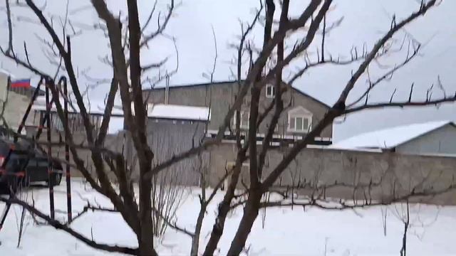 Технология обрезки сливы.