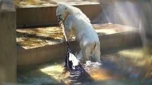 Медвежонок Белка дважды прыгнула в воду, чтобы прополоскать шкуру непонятного животного.