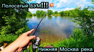 ПОЛОСАТЫЙ БУМ на Нижней Москва реке: Окунь и Берш на спиннинг