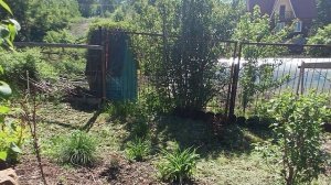 Пробежка по даче Колягино 6 июня 2026