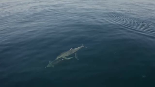 Дельфин 🐬 У них есть темная сторона.