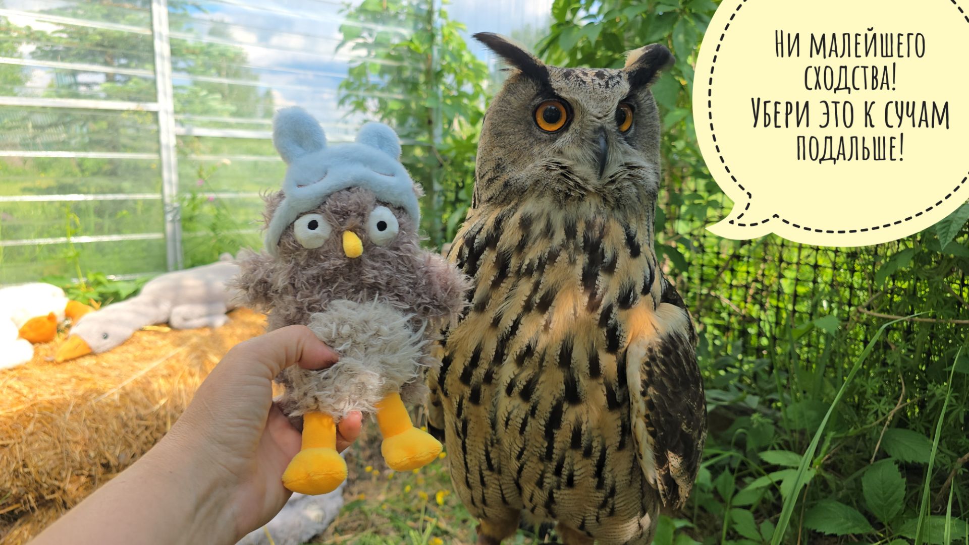 Сова Ёль и сыч Лучик знакомятся с плюшевой gopnik-owl. Я начала выносить орхидеи из цветочни смотреть онлайн