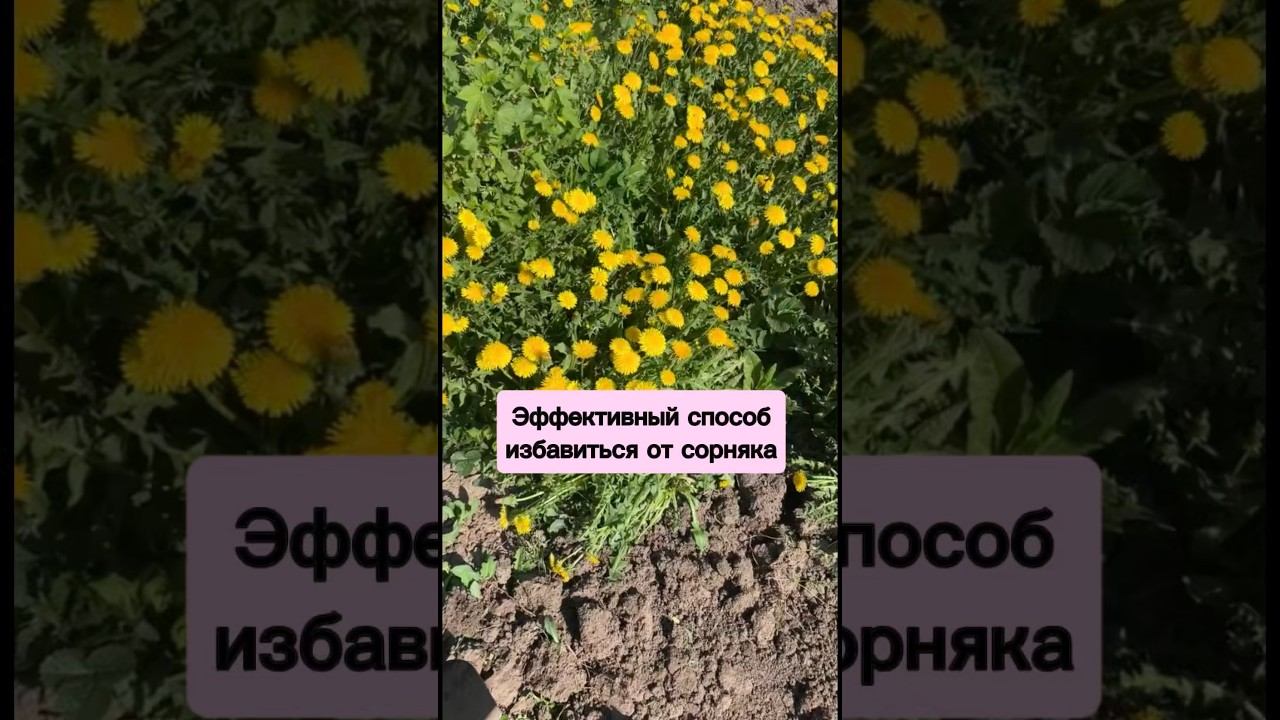 Эффективный способ избавиться от сорняков