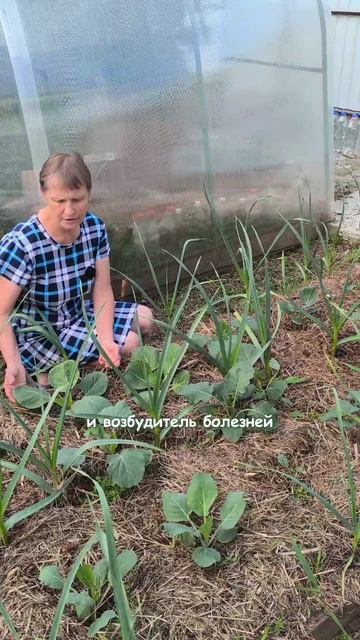 Листья капусты. Обрывать или нет?