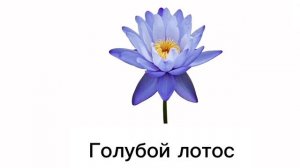 Мультики для детей и малышей. Изучаем названия цветов. Познавательное видео для детей
