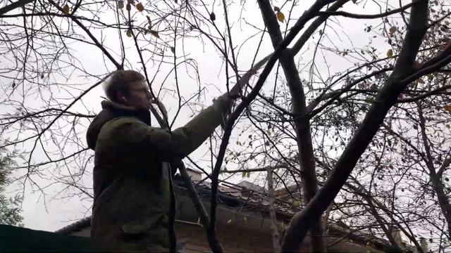 Как старую сливу заставить плодоносить.