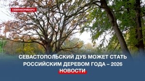 570-летний севастопольский дуб может стать Российским деревом года – 2026