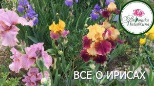 ВСЕ О ВЫРАЩИВАНИИ ИРИСОВ