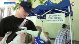 В Балаклаве провели выездную бесплатную вакцинацию кошек и собак от бешенства