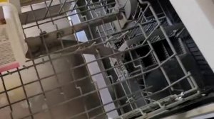 Влог турецкой семьи Kuzugiler