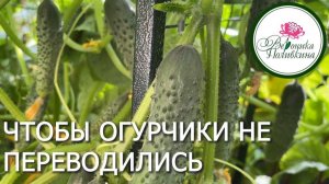 ЧТОБЫ ОГУРЧИКИ НЕ ПЕРЕВОДИДИСЬ