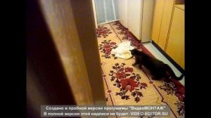 Юмор - поединок с мочалкой.