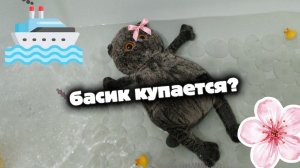 БАСИК КУПАЕТСЯ? /★БАСИКИ ЛУЧШЕЕ★