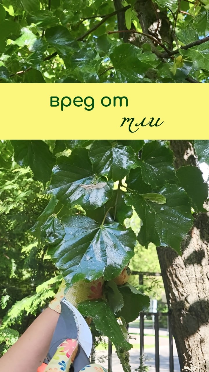 Побочный вред от ТЛИ